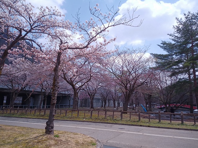湯沢の桜状況