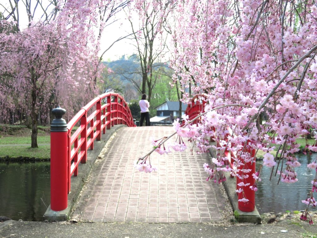 湯沢中央公園の桜が見ごろです